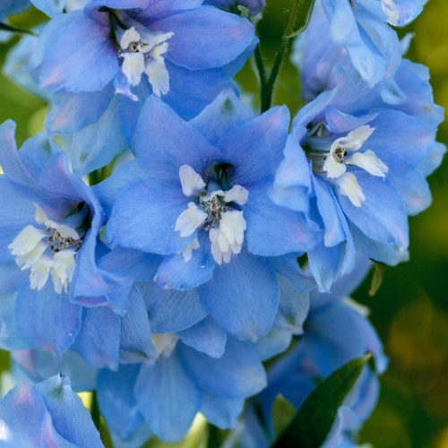 Delphinium Magic Fountain Sky Blue