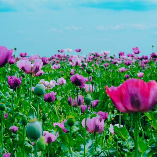 Pavot Planète rouge du Jura
