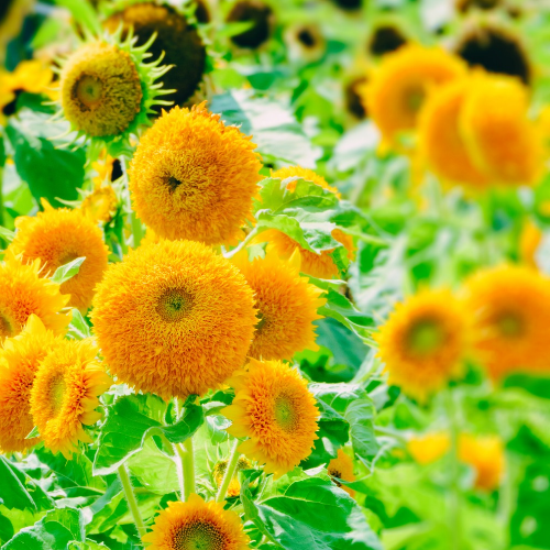 Tournesol Teddy Bear