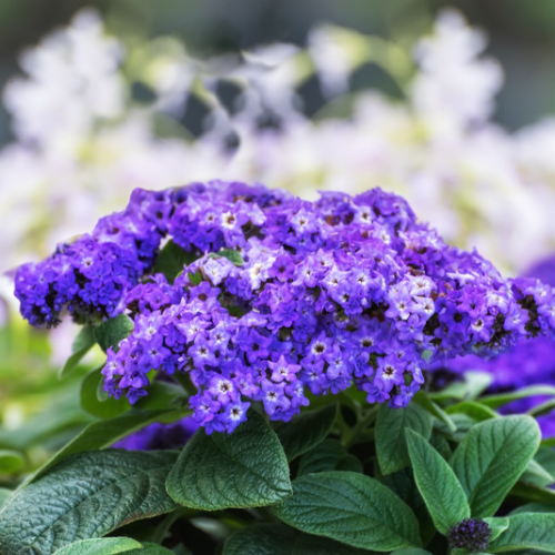 Héliotrope Dwarf Marine