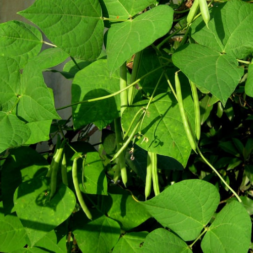 Haricot Stringless Green Pod Nain