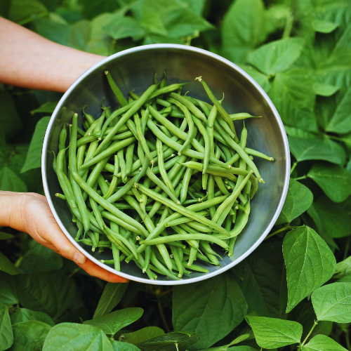 Haricot Stringless Green Pod Nain