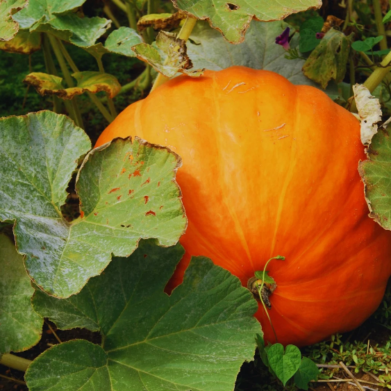 Citrouille Dill's Atlantic Giant