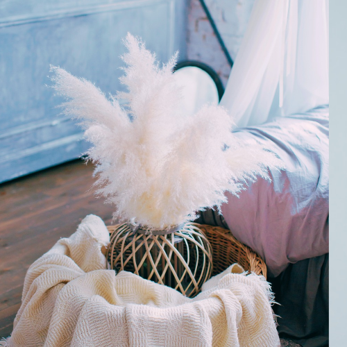 Herbe rose des Pampas