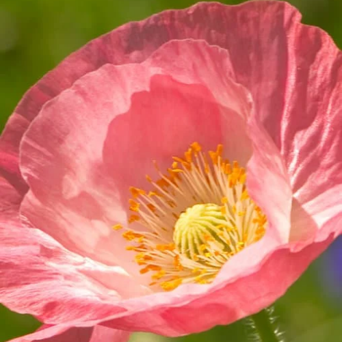 Coquelicot Falling in love