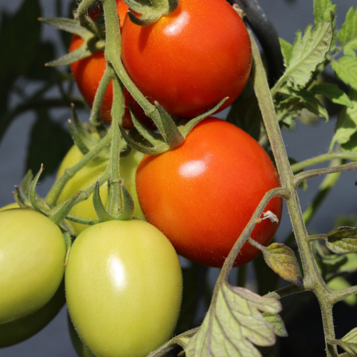 Tomate Roma