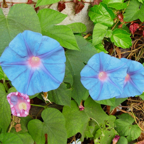 Gloire du matin Heavenly Blue