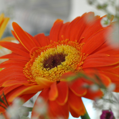Gerbera Marguerite Orange