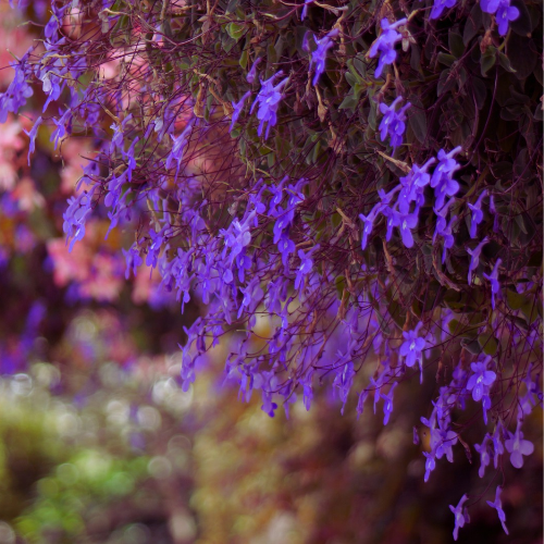 Lobélie Crystal Palace