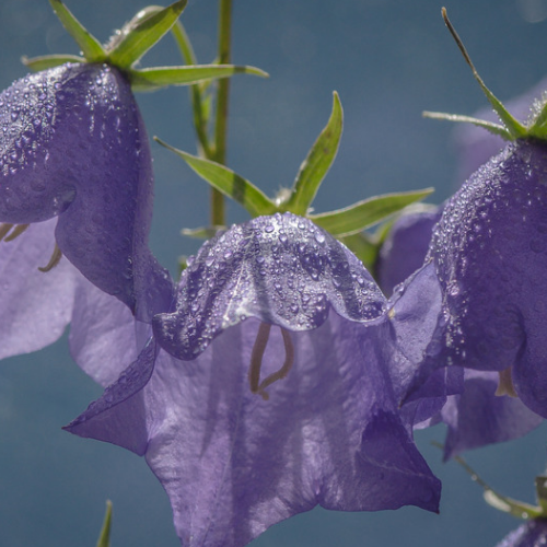 Campanules à grosses fleurs