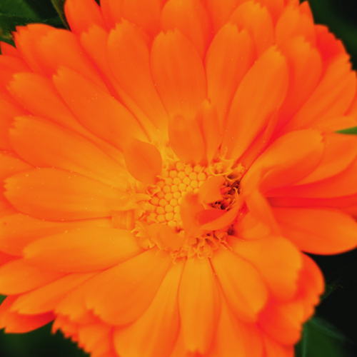 Calendula souci officinal