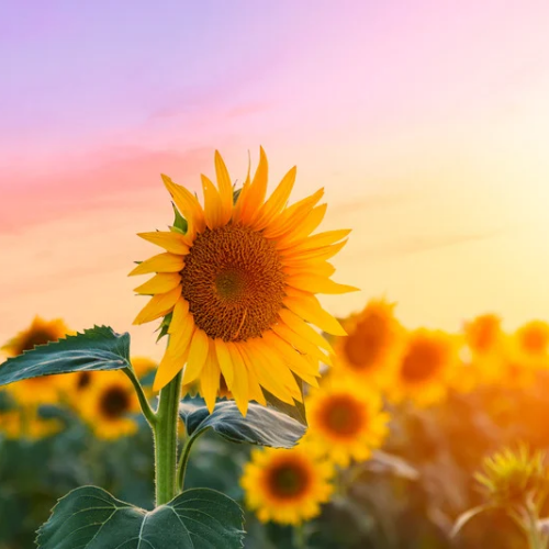 Tournesol Taiyo