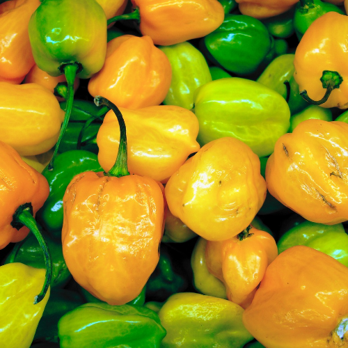 Piment Habanero