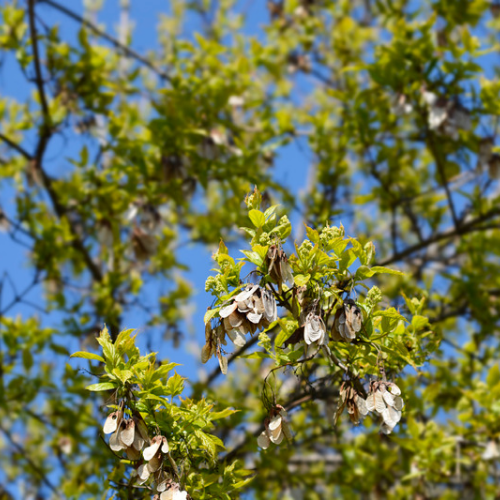Érable du fleuve Amour