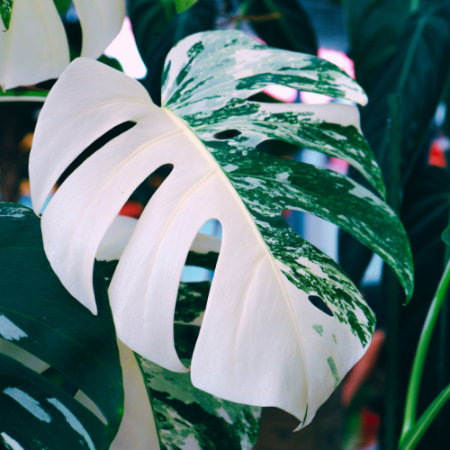 Monstera Balanopsis Lanceolata