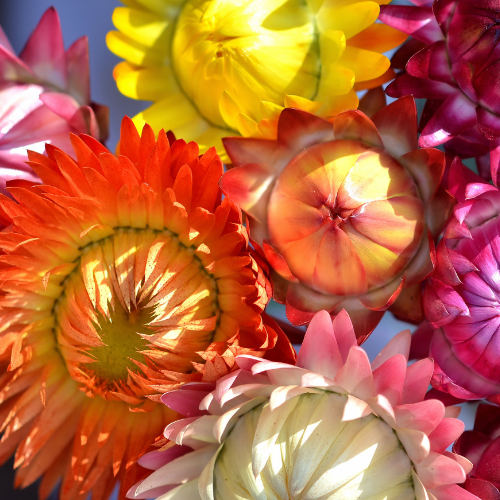 Immortelles à bractées