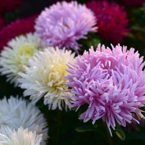 Mélange d'Asters Giant Ray