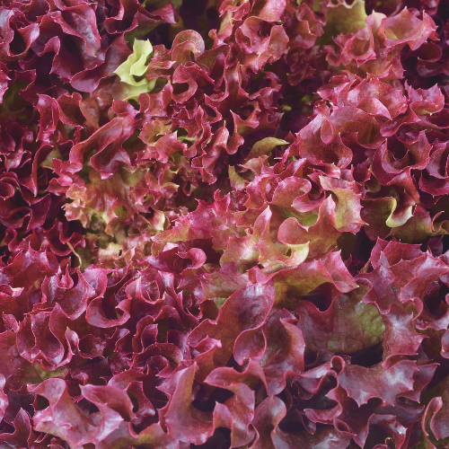 Laitue Lollo Rosa