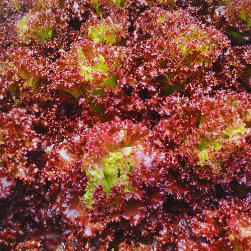 Laitue Lollo Rosa