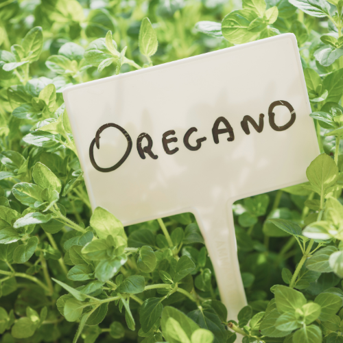 Origan italien