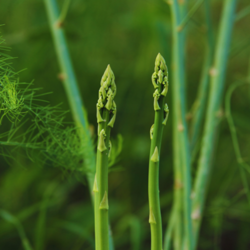Asperge Apollo