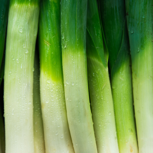 Poireau Giant Musselburg