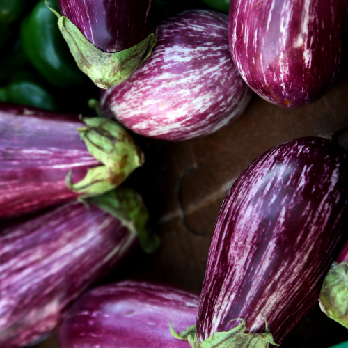 Aubergine Calliope