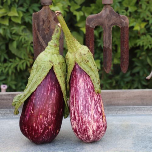 Aubergine Calliope