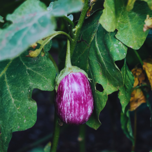 Aubergine Calliope