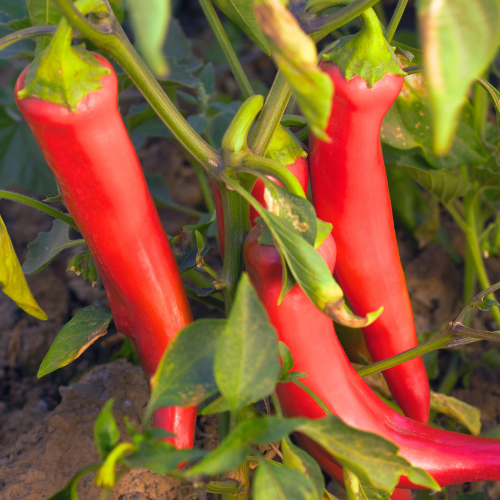 Piment de Cayenne long rouge