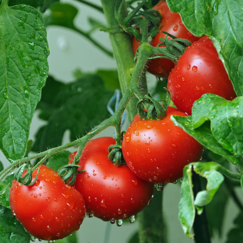 Tomate Celebrity plus
