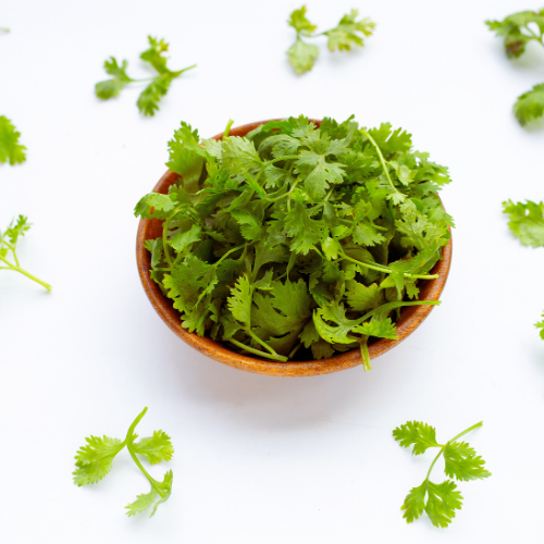 Coriandre Cilantro