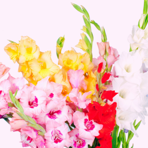 Mélange de glaieuls