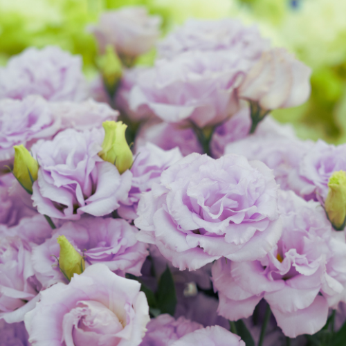 Lisianthus Lavender Corelli