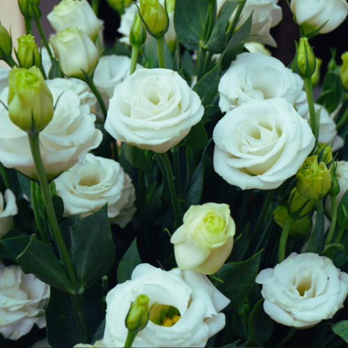Lisianthus Aréna White