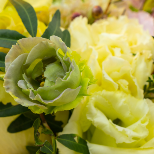 Lisianthus Roseanne Green