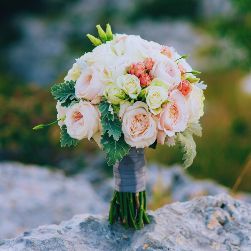 Lisianthus Aréna Abricot