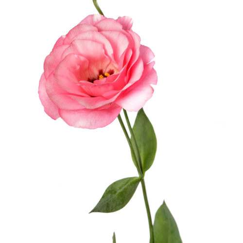 Lisianthus Jolly Pink