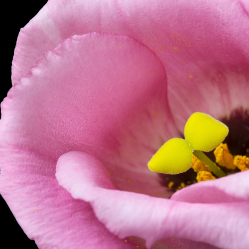 Lisianthus Jolly Pink