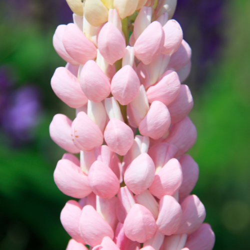 Lupin mélange Gallery