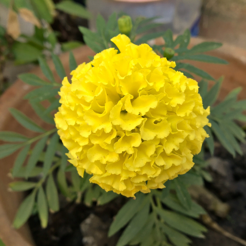 Oeillet d'Inde Coco Yellow