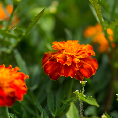 Oeillet d'Inde Safari red