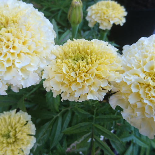 Oeillet d'Inde Alumia Vanilla Cream