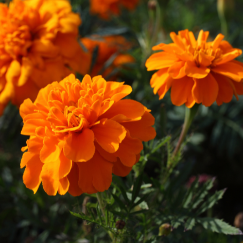 Oeillet d'Inde Superhero Deep Orange