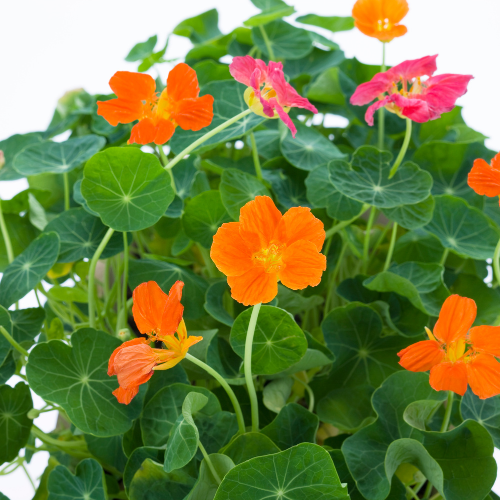 Nasturtium mélange Whirlybird