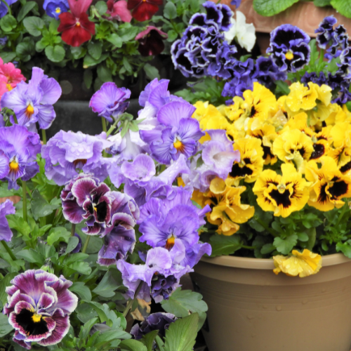 Pensées, mélange Mammoth