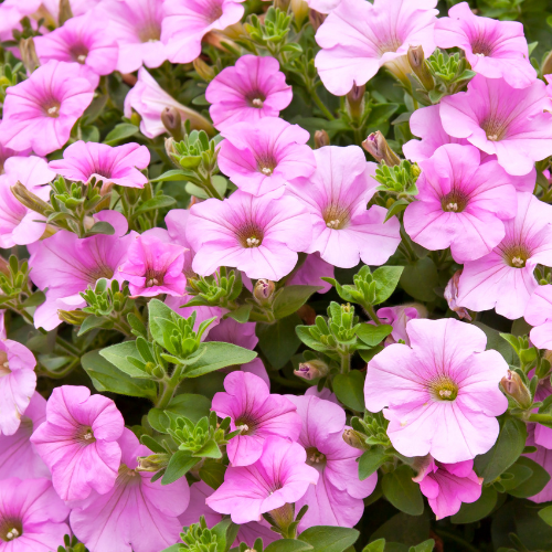 Pétunia Trilogy Pink Lips