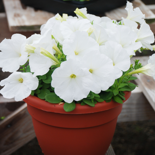 Petunia OS White