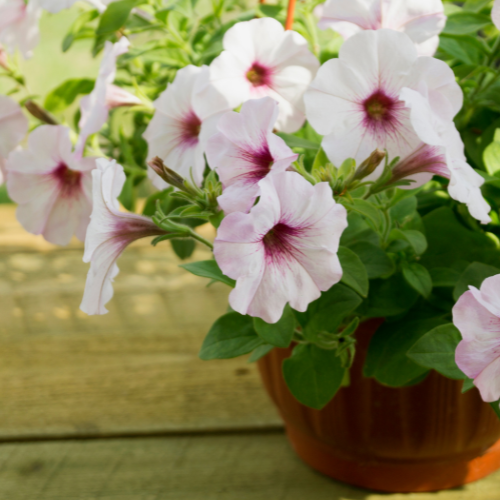 Petunia Trilogy Silver Throat