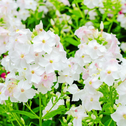 Phlox Blushing Bride